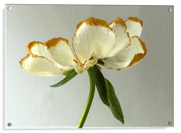 A beautiful Peony flower as it dies and fades Acrylic by Joy Walker