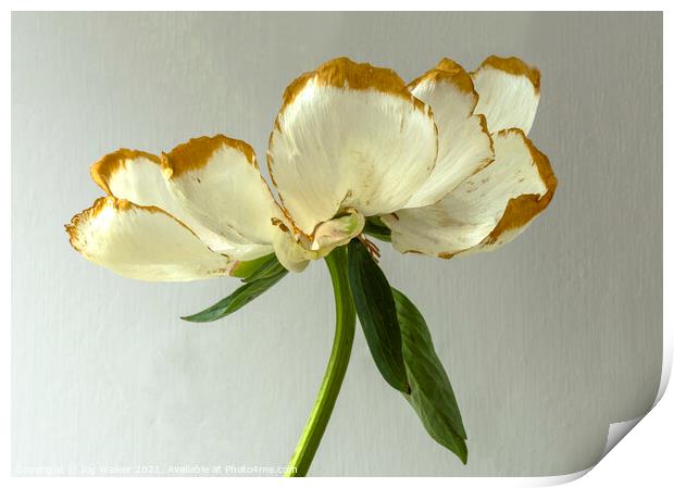 A beautiful Peony flower as it dies and fades Print by Joy Walker