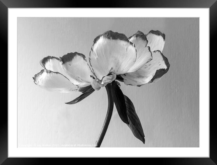 A single beautiful Peony flower as it dies and fades  Framed Mounted Print by Joy Walker