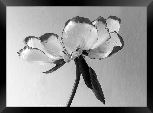 A single beautiful Peony flower as it dies and fades  Framed Print by Joy Walker