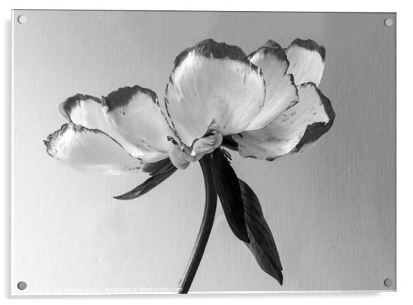 A single beautiful Peony flower as it dies and fades  Acrylic by Joy Walker