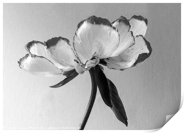A single beautiful Peony flower as it dies and fades  Print by Joy Walker
