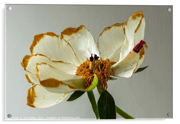 A single beautiful Peony flower as it dies and fades  Acrylic by Joy Walker