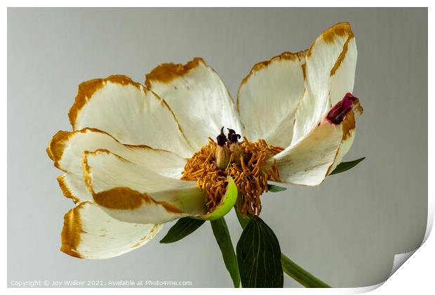 A single beautiful Peony flower as it dies and fades  Print by Joy Walker