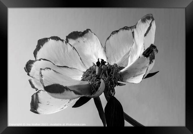 A single beautiful Peony flower as it dies and fades Framed Print by Joy Walker