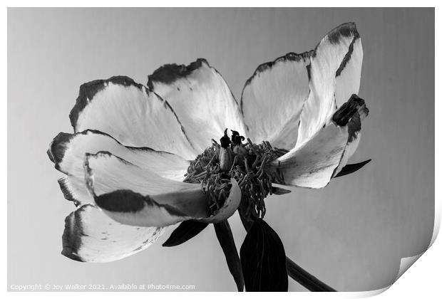 A single beautiful Peony flower as it dies and fades Print by Joy Walker