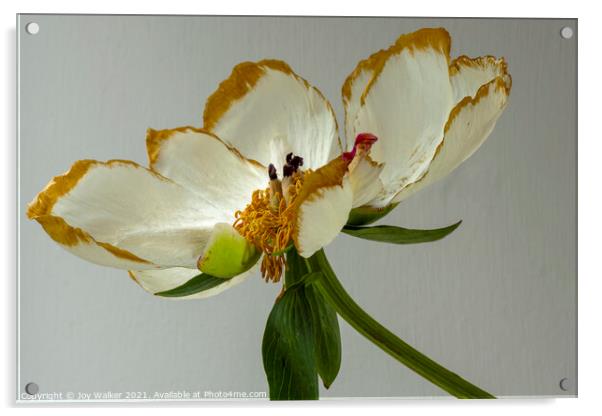 A single beautiful Peony flower as it dies and fades Acrylic by Joy Walker