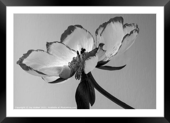 A single beautiful Peony flower as it dies and fades Framed Mounted Print by Joy Walker