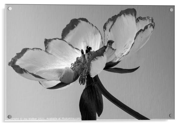 A single beautiful Peony flower as it dies and fades Acrylic by Joy Walker