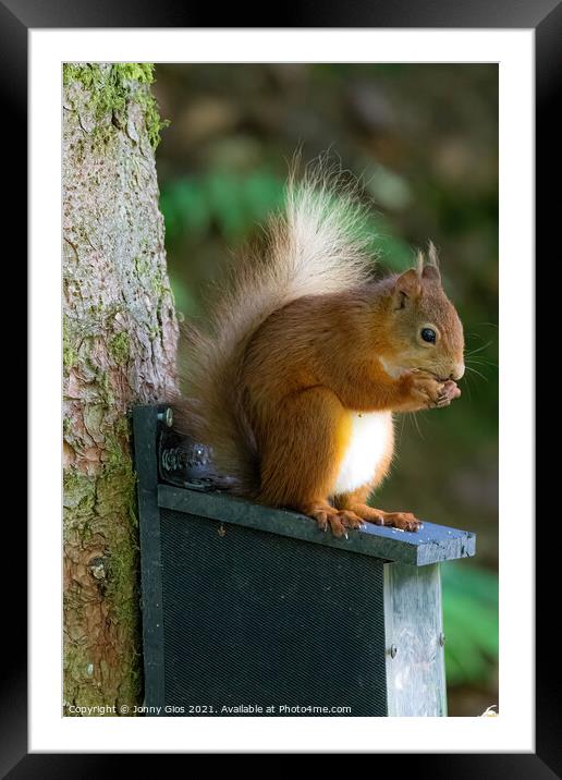 Eat that nut squirrel  Framed Mounted Print by Jonny Gios