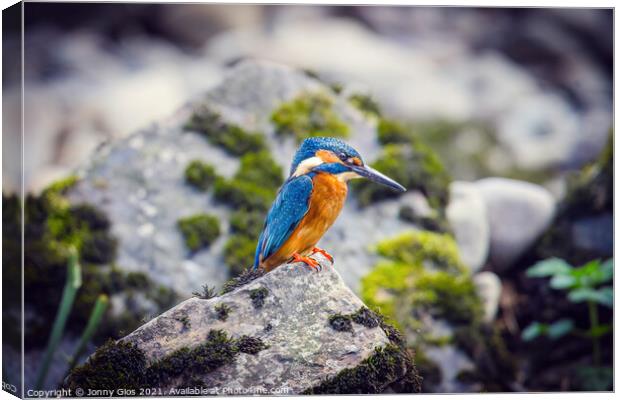 Resting Kingfisher Canvas Print by Jonny Gios