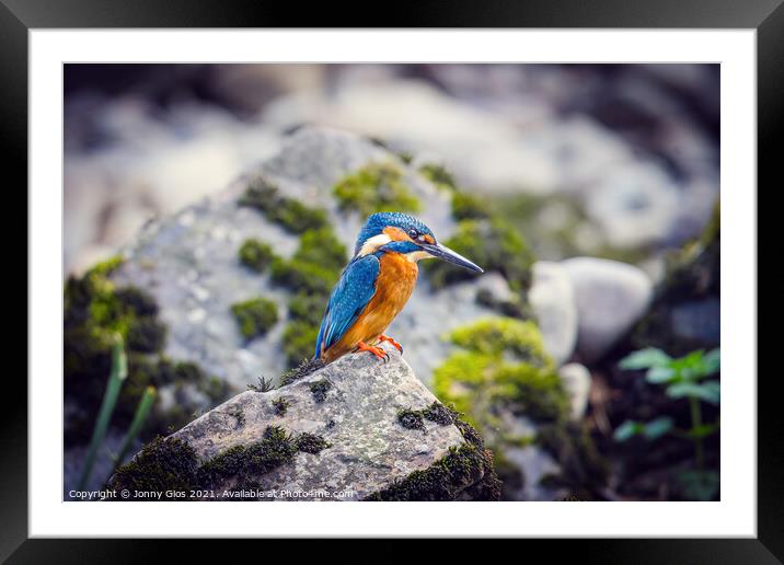 Resting Kingfisher Framed Mounted Print by Jonny Gios