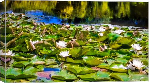 Water Lilies Canvas Print by Steve Taylor