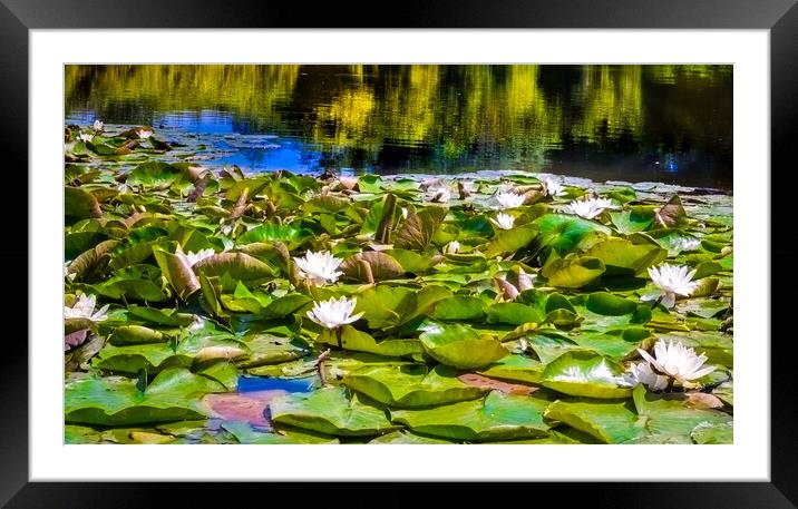 Water Lilies Framed Mounted Print by Steve Taylor