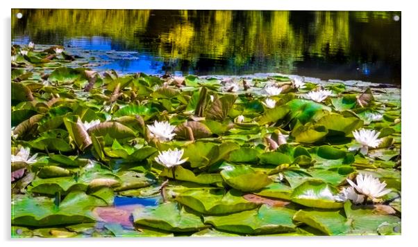 Water Lilies Acrylic by Steve Taylor