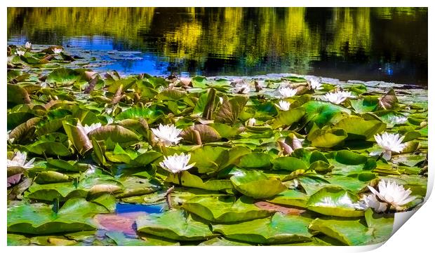Water Lilies Print by Steve Taylor