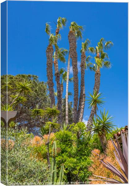 Palm Trees Plants Old San Diego Town California  Canvas Print by William Perry