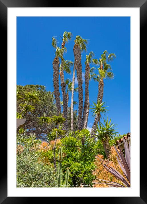Palm Trees Plants Old San Diego Town California  Framed Mounted Print by William Perry