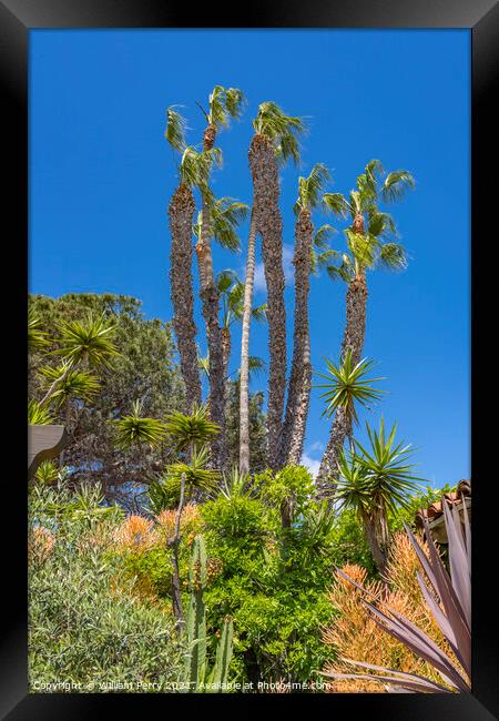 Palm Trees Plants Old San Diego Town California  Framed Print by William Perry