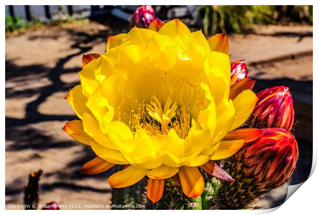 Yellow Prickley Pear Cactus Flower Old Town San Diego California Print by William Perry