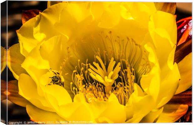 Yellow Prickley Pear Cactus Flower Old Town San Diego California Canvas Print by William Perry
