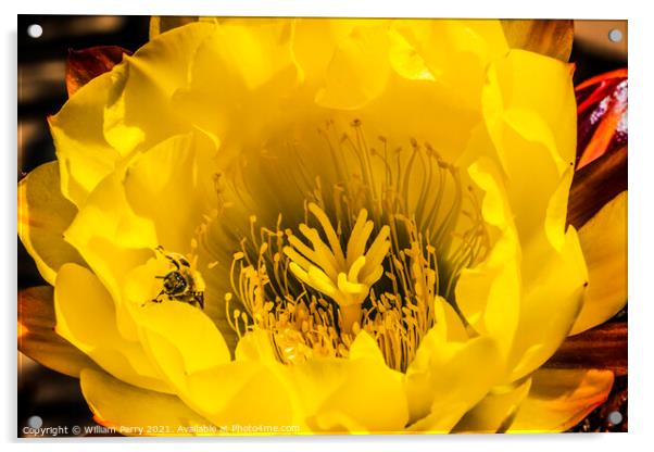 Yellow Prickley Pear Cactus Flower Old Town San Diego California Acrylic by William Perry