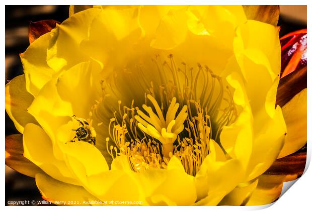 Yellow Prickley Pear Cactus Flower Old Town San Diego California Print by William Perry