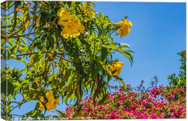 Trumpetbush Pink Bougainvillea Shops Old Town San Diego Californ Canvas Print by William Perry