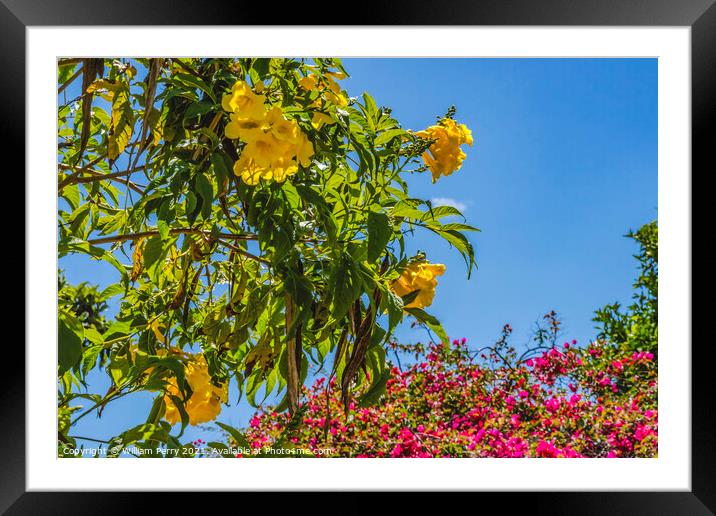 Trumpetbush Pink Bougainvillea Shops Old Town San Diego Californ Framed Mounted Print by William Perry