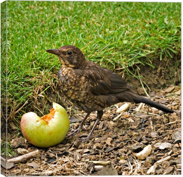 Juvenile Blackbird eating fallen apple Canvas Print by Photimageon UK
