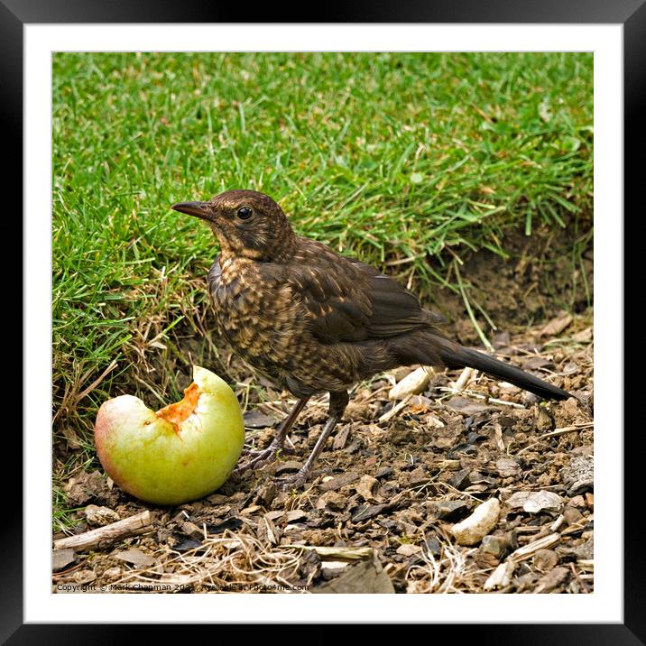 Juvenile Blackbird eating fallen apple Framed Mounted Print by Photimageon UK