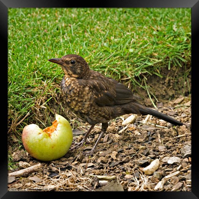 Juvenile Blackbird eating fallen apple Framed Print by Photimageon UK