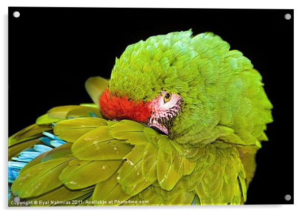 Military Macaw (Ara militaris) Acrylic by Eyal Nahmias