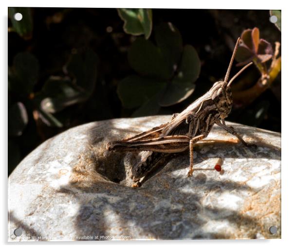Grasshopper on a Rock. Acrylic by Mark Ward
