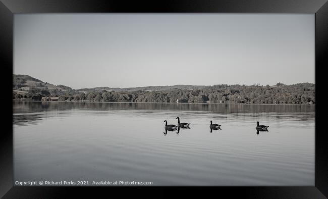 Canada geese on Lake Windemere Framed Print by Richard Perks