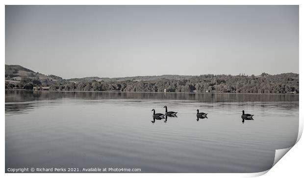 Canada geese on Lake Windemere Print by Richard Perks