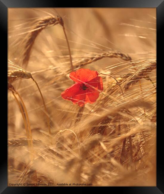 wind blown poppy in corn field Framed Print by Simon Johnson