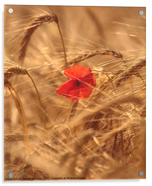 wind blown poppy in corn field Acrylic by Simon Johnson