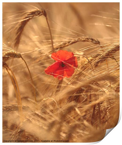 wind blown poppy in corn field Print by Simon Johnson