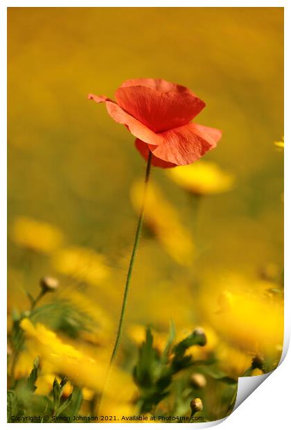 poppy flower Print by Simon Johnson
