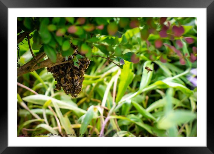 Bee joins the cast swarm Framed Mounted Print by Cameron Shaw