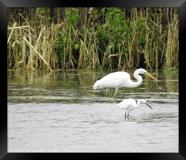 Synchronised Little and Great White Egrets Framed Print by Joan Rosie