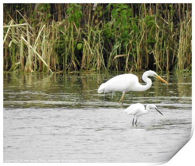 Synchronised Little and Great White Egrets Print by Joan Rosie