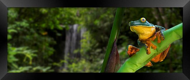 Splendid Leaf Frog in Rainforest, Costa Rica Framed Print by Arterra 