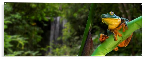 Splendid Leaf Frog in Rainforest, Costa Rica Acrylic by Arterra 