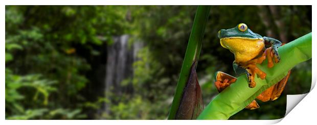 Splendid Leaf Frog in Rainforest, Costa Rica Print by Arterra 