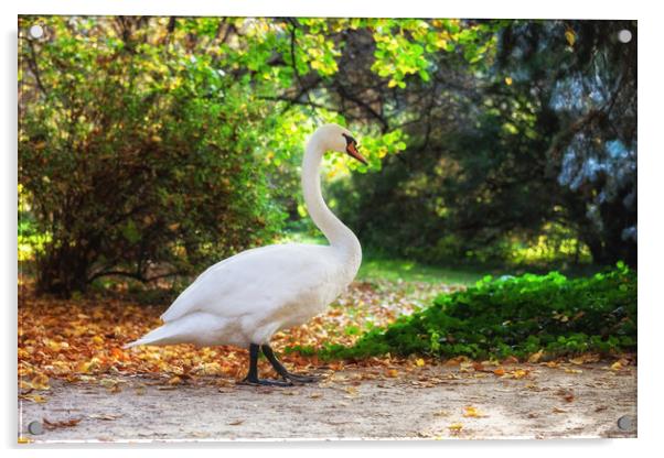 Swan Walking in Park Acrylic by Artur Bogacki