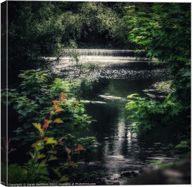 River Tame through the trees Canvas Print by Sarah Paddison