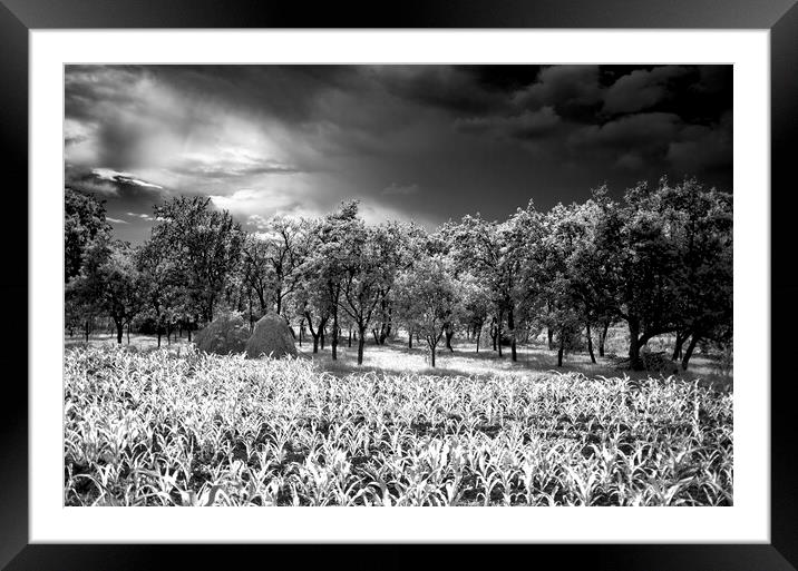 Day In Infrared Framed Mounted Print by Dan Cristian Lavric