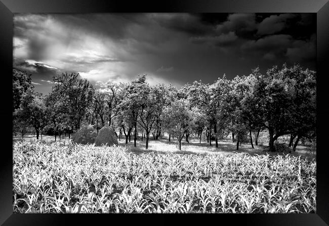 Day In Infrared Framed Print by Dan Cristian Lavric